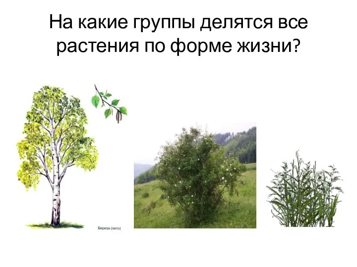 На какие группы делятся все растения по форме жизни?