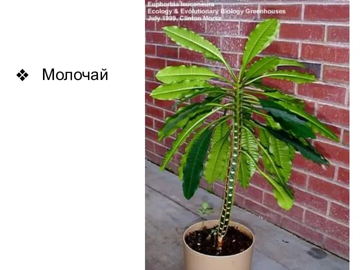 Молочай