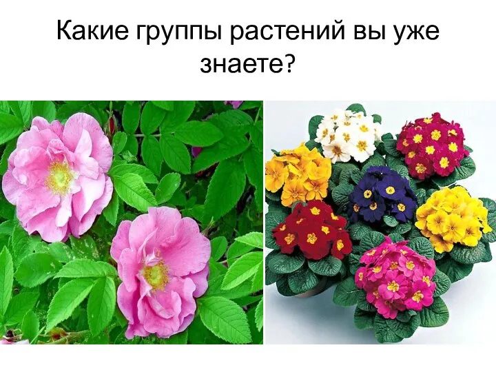 Какие группы растений вы уже знаете?