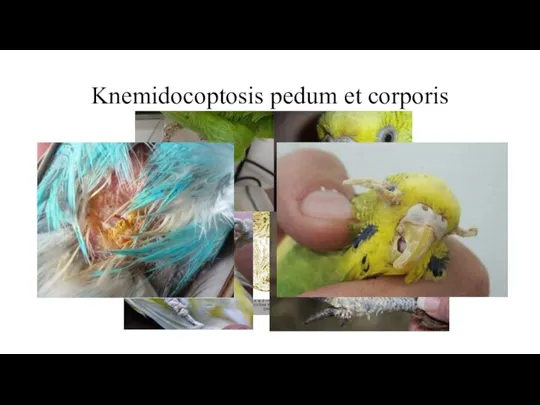 Knemidocoptosis pedum et corporis