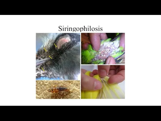 Siringophilosis