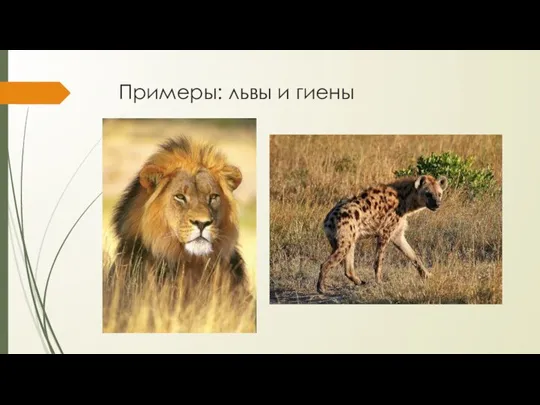 Примеры: львы и гиены