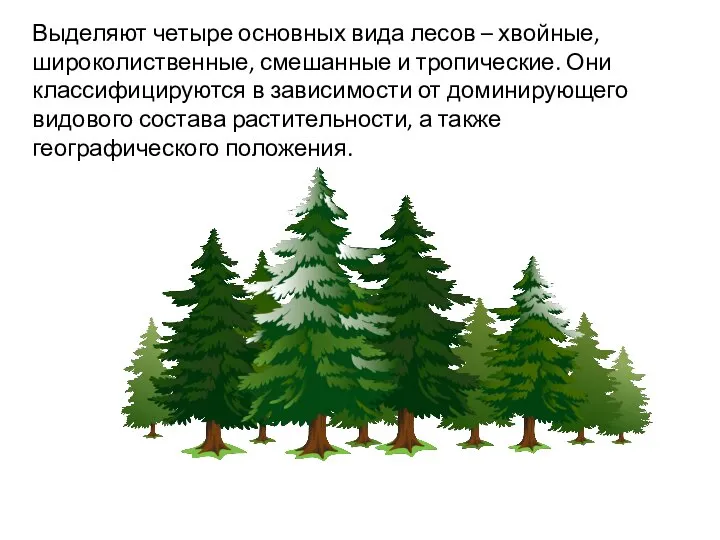 Выделяют четыре основных вида лесов – хвойные, широколиственные, смешанные и тропические. Они