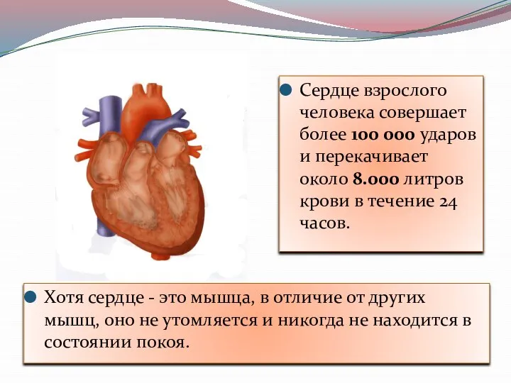 Хотя сердце - это мышца, в отличие от других мышц, оно не