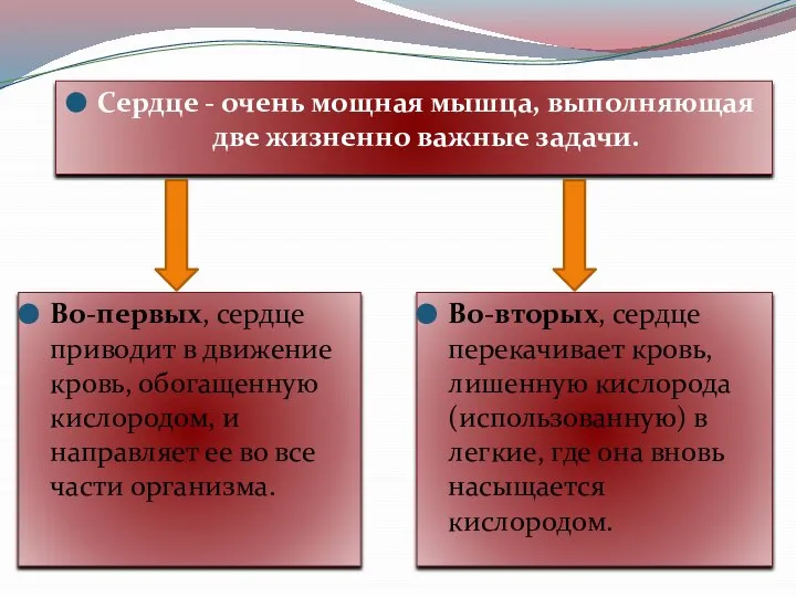 Сердце - очень мощная мышца, выполняющая две жизненно важные задачи. Во-первых, сердце