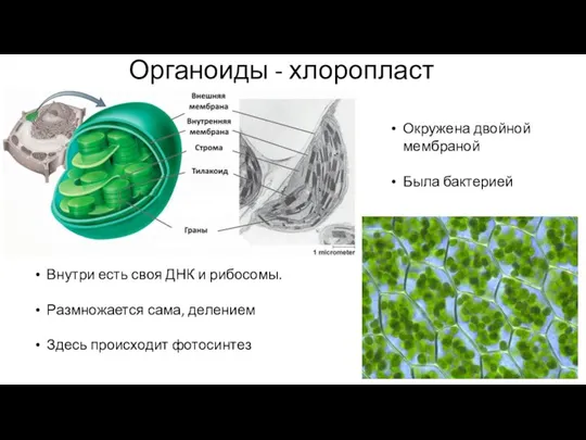 Органоиды - хлоропласт Окружена двойной мембраной Была бактерией Внутри есть своя ДНК