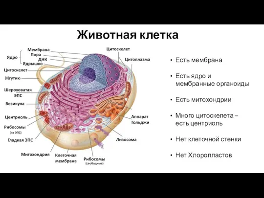 Животная клетка Есть мембрана Есть ядро и мембранные органоиды Есть митохондрии Много