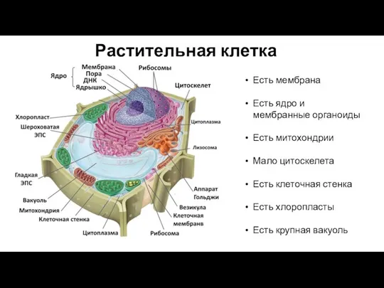 Растительная клетка Есть мембрана Есть ядро и мембранные органоиды Есть митохондрии Мало