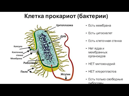 Клетка прокариот (бактерии) Есть мембрана Есть цитоскелет Есть клеточная стенка Нет ядра