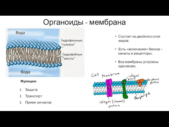 Органоиды - мембрана Состоит из двойного слоя жиров. Есть «включения» белков –