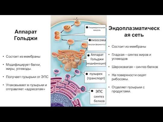 Эндоплазматическая сеть Состоит из мембраны Гладкая – синтез жиров и углеводов Шероховатая