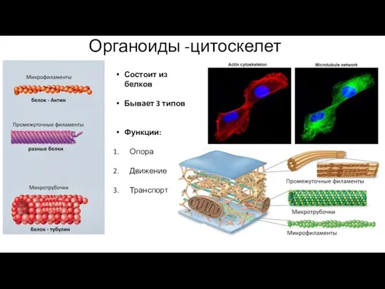 Органоиды -цитоскелет Состоит из белков Бывает 3 типов Функции: Опора Движение Транспорт