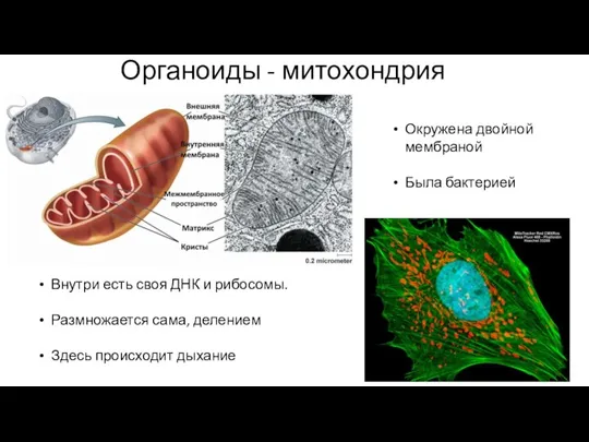 Органоиды - митохондрия Окружена двойной мембраной Была бактерией Внутри есть своя ДНК