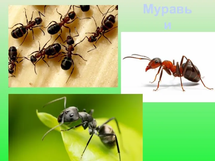 Муравьи