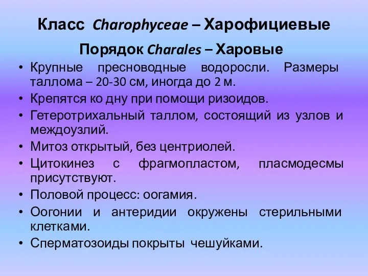 Класс Charophyceae – Харофициевые Порядок Charales – Харовые Крупные пресноводные водоросли. Размеры