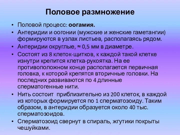 Половое размножение Половой процесс: оогамия. Антеридии и оогонии (мужские и женские гаметангии)