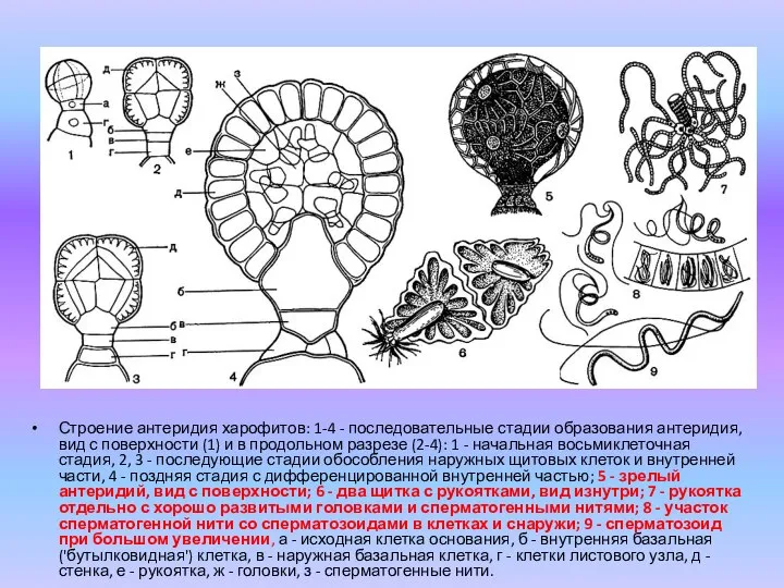 Строение антеридия харофитов: 1-4 - последовательные стадии образования антеридия, вид с поверхности