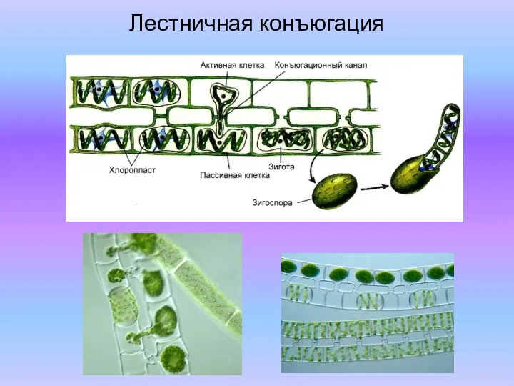 Лестничная конъюгация