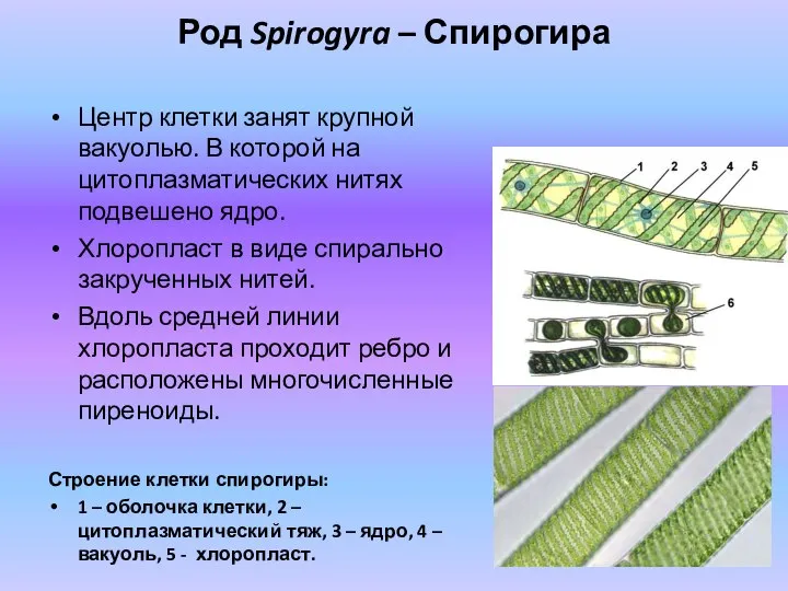 Род Spirogyra – Спирогира Центр клетки занят крупной вакуолью. В которой на