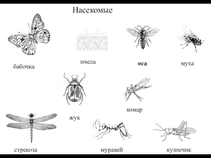 Насекомые стрекоза муха оса пчела жук бабочка кузнечик муравей комар