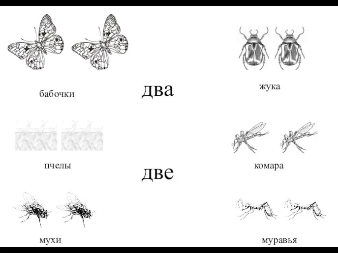 два две комара пчелы муравья бабочки жука мухи