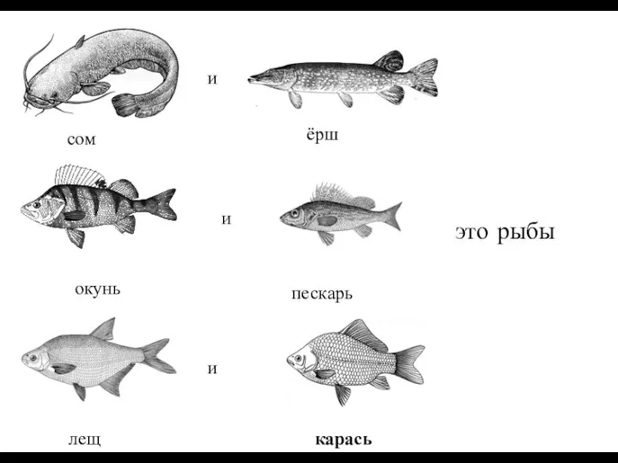 и и и это рыбы сом окунь карась ёрш пескарь лещ