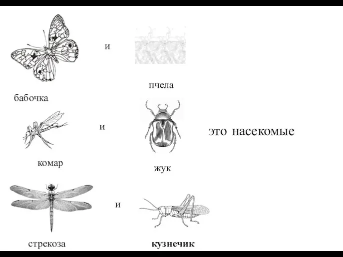 и и и это насекомые бабочка комар кузнечик пчела жук стрекоза