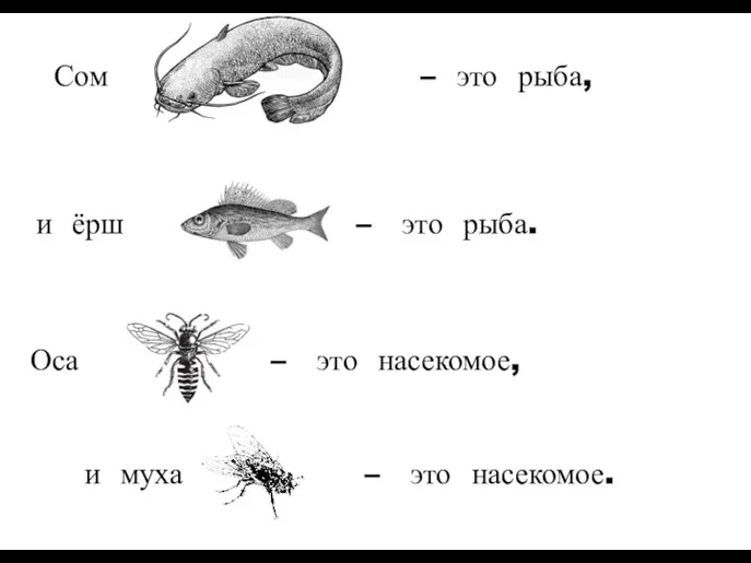 и ёрш – это рыба. и муха – это насекомое. Сом –