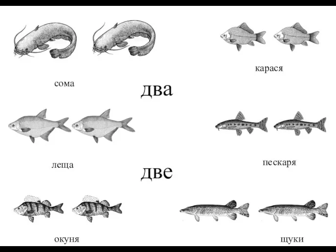 два две пескаря леща щуки сома карася окуня