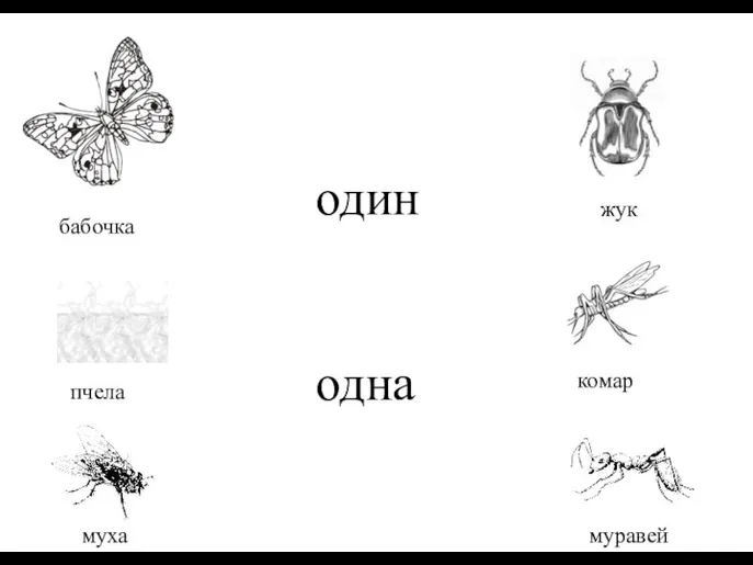 один одна комар пчела жук бабочка муравей муха