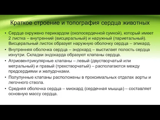 Сердце окружено перикардом (околосердечной сумкой), который имеет 2 листка – внутренний (висцеральный)