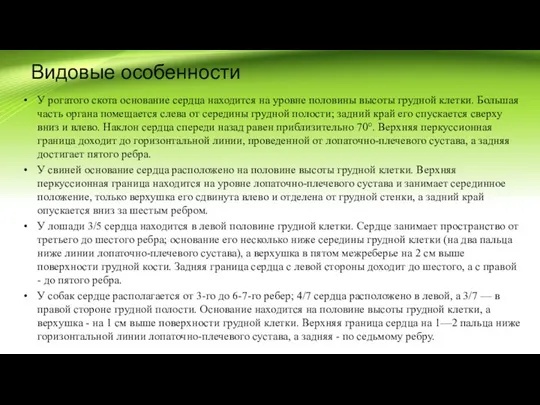 Видовые особенности У рогатого скота основание сердца находится на уровне половины высоты