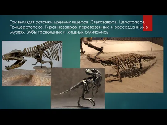 Так выглядят останки древних ящеров Стегозавров, Цератопсов, Трицератопсов, Тираннозавров перевезенных и воссозданных
