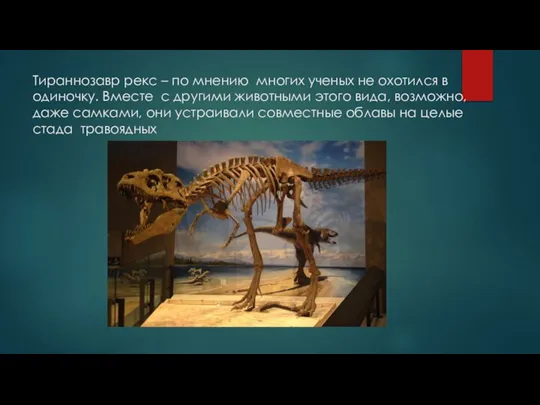 Тираннозавр рекс – по мнению многих ученых не охотился в одиночку. Вместе