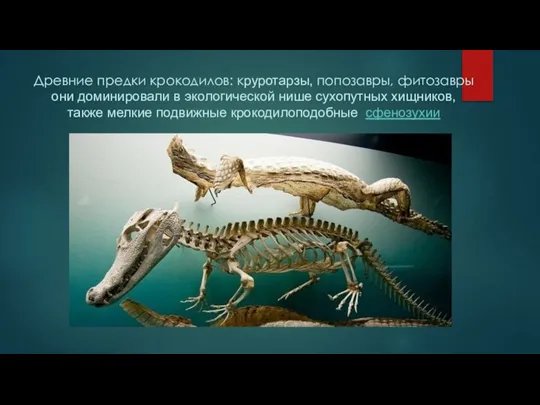 Древние предки крокодилов: круротарзы, попозавры, фитозавры они доминировали в экологической нише сухопутных