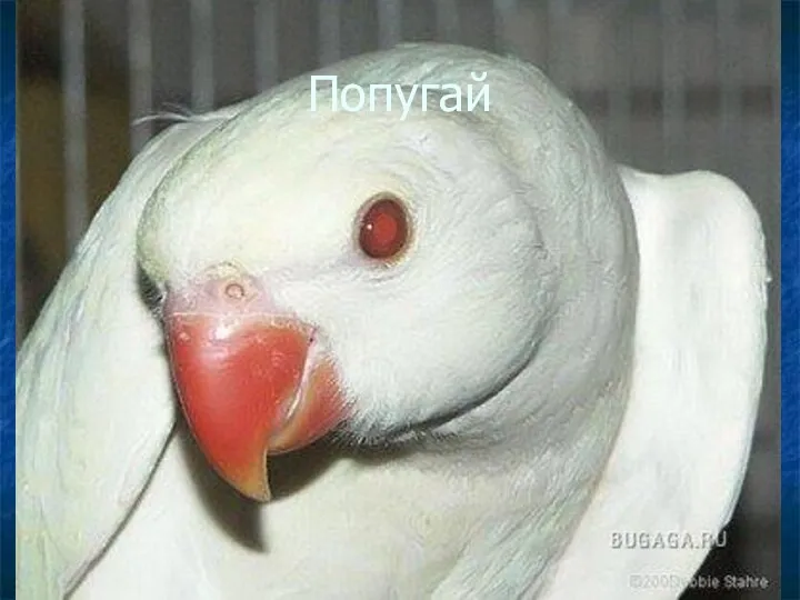 Попугай