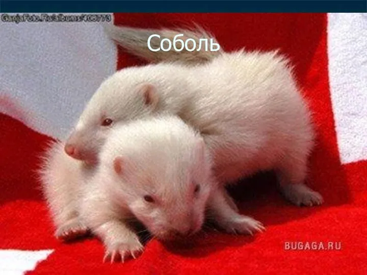 Соболь