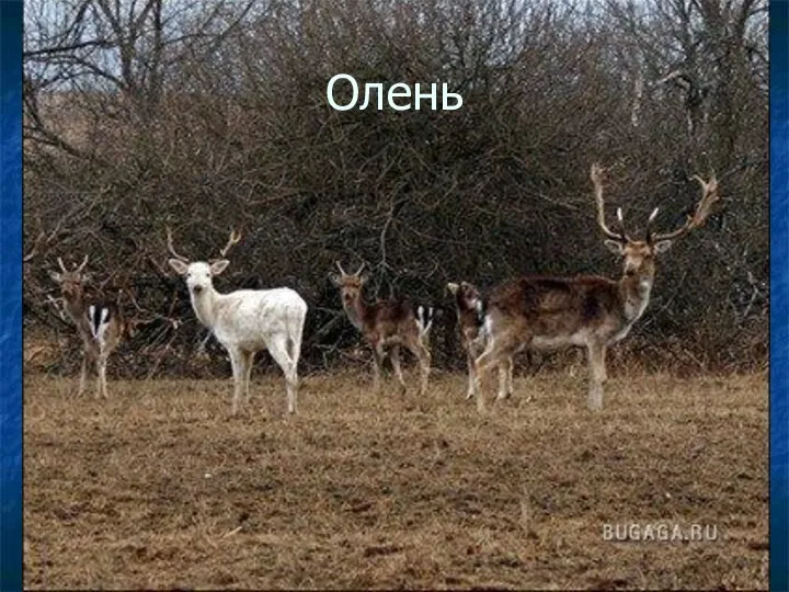 Олень