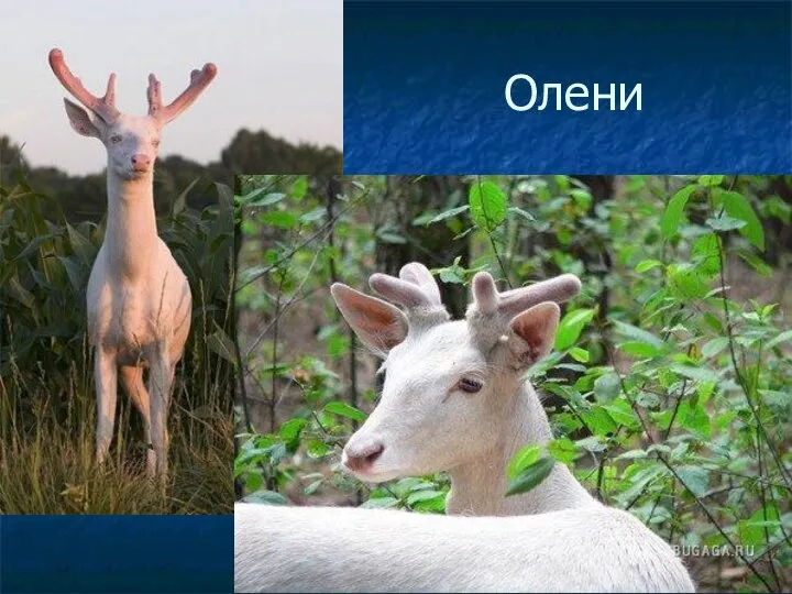 Олени