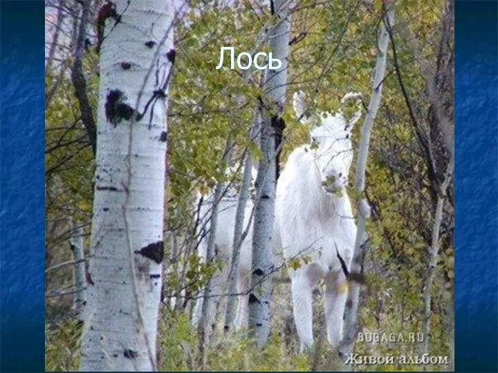 Лось