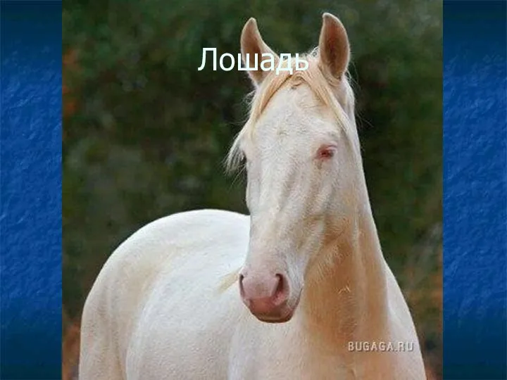 Лошадь