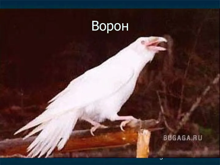 Ворон