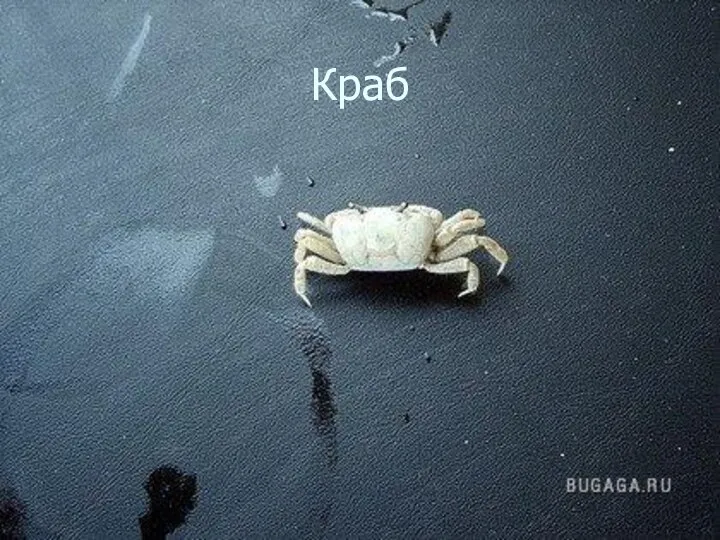 Краб