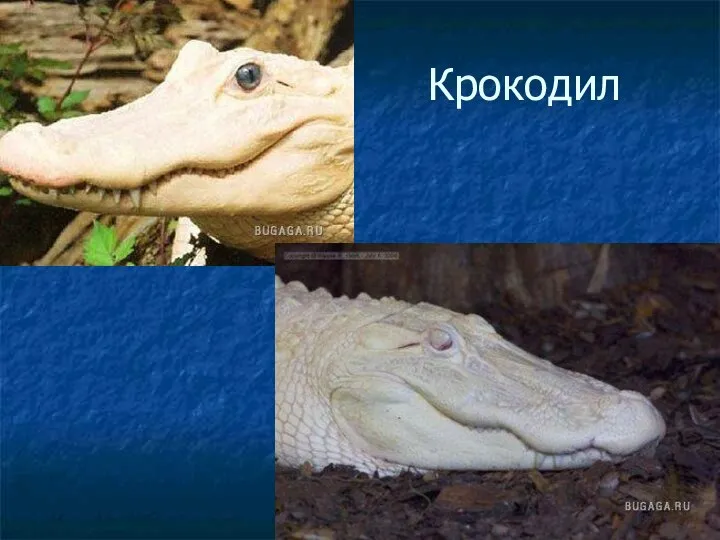 Крокодил