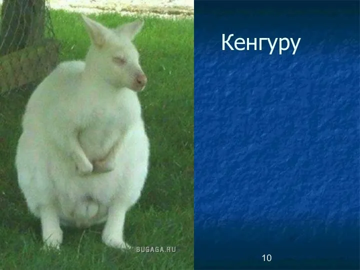 Кенгуру