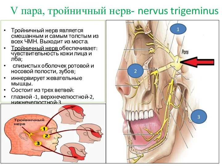 V пара, тройничный нерв- nervus trigeminus Тройничный нерв является смешанным и самым