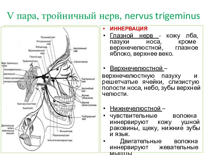 V пара, тройничный нерв, nervus trigeminus ВЫХОД ИЗ ЧЕРЕПА 1-ая ветвь –