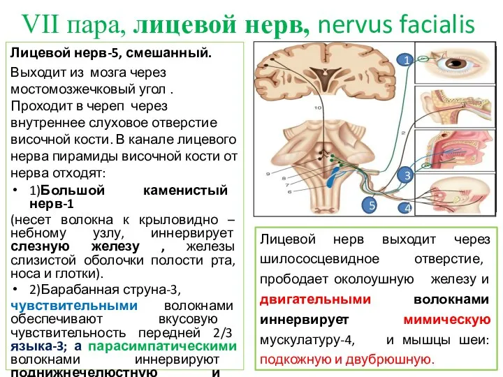 VII пара, лицевой нерв, nervus facialis Лицевой нерв-5, смешанный. Выходит из мозга