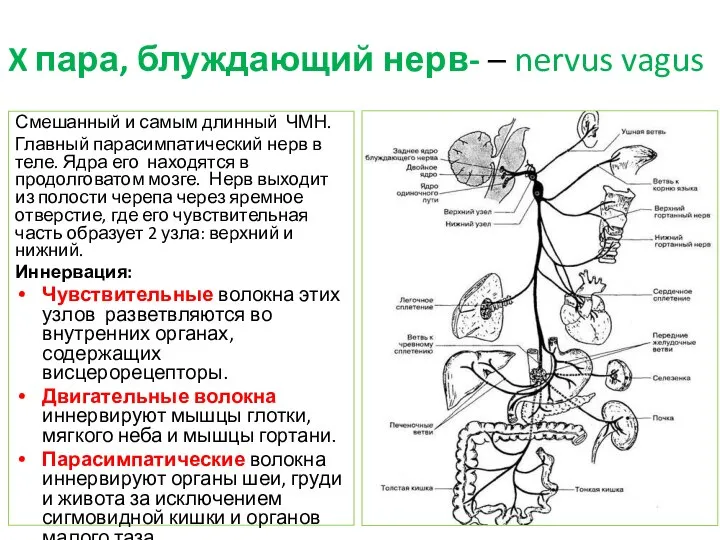 X пара, блуждающий нерв- – nervus vagus Смешанный и самым длинный ЧМН.