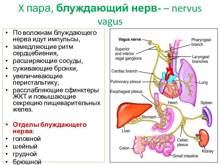 X пара, блуждающий нерв- – nervus vagus По волокнам блуждающего нерва идут
